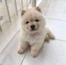 Chow Chow Puppies For Adoption Image eClassifieds4u 2