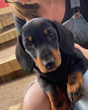 Dachshund puppies Available Standard & Miniature Male and Female Available Image eClassifieds4u 1