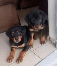 fgryrt Rottweiler pups available Image eClassifieds4U