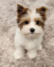 Gorgeous Full Pedigree Yorkshire Terrier Pups for Adoption Image eClassifieds4u 1