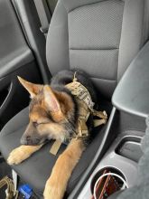 Lovely male and female German Shepherd pups Image eClassifieds4u 1