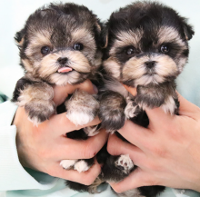 Morkie puppies available for sale Image eClassifieds4u 2