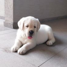 Tenacious Labrador Puppies For Adoption Image eClassifieds4u 1