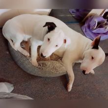 xasdg English Bull Terrier Puppies Image eClassifieds4U