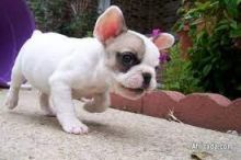 xreyhb French bulldog puppies Image eClassifieds4U