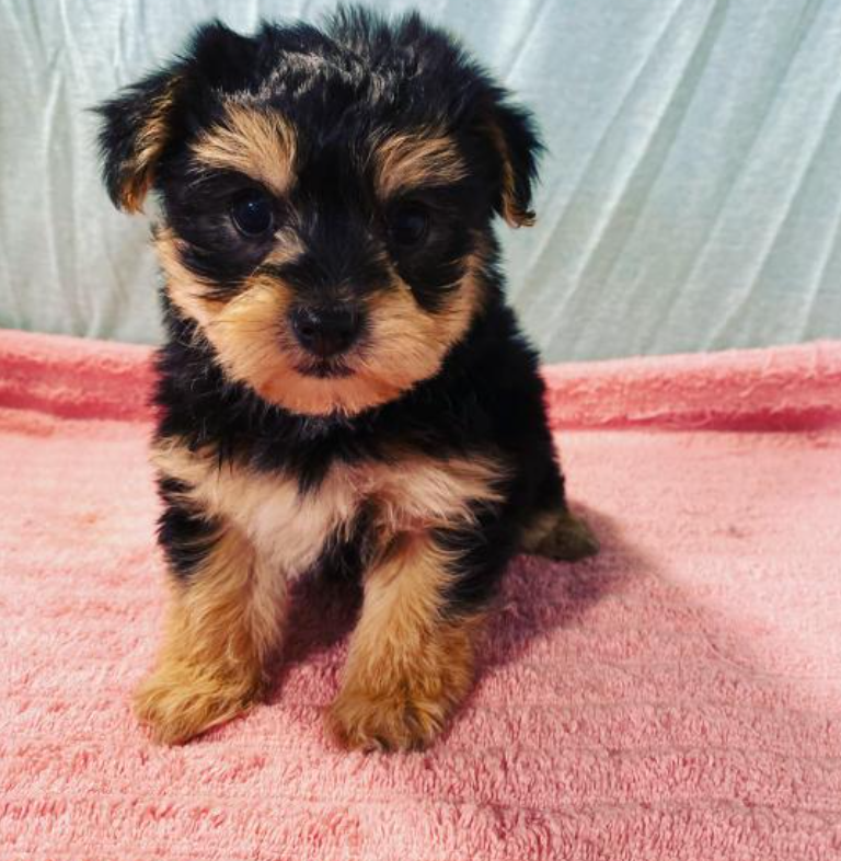 Morkie puppies available for sale Image eClassifieds4u