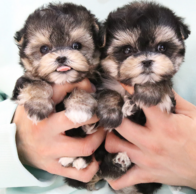 Morkie puppies available for sale Image eClassifieds4u