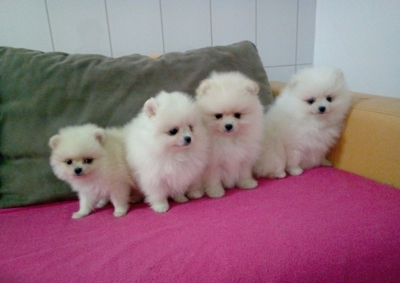 Toy pomeranian puppies Image eClassifieds4u