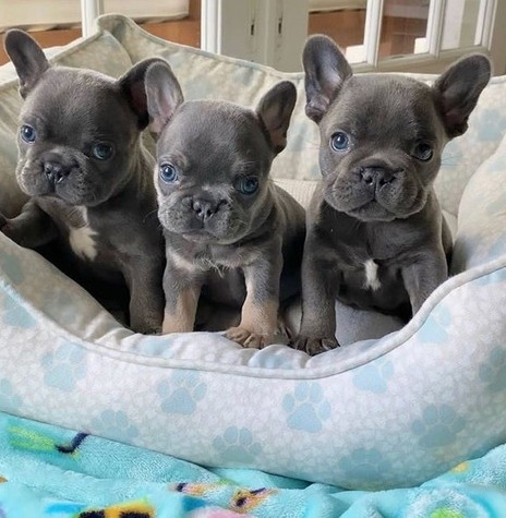 vfdhf Very intelligent French Bulldog puppies ready Image eClassifieds4u