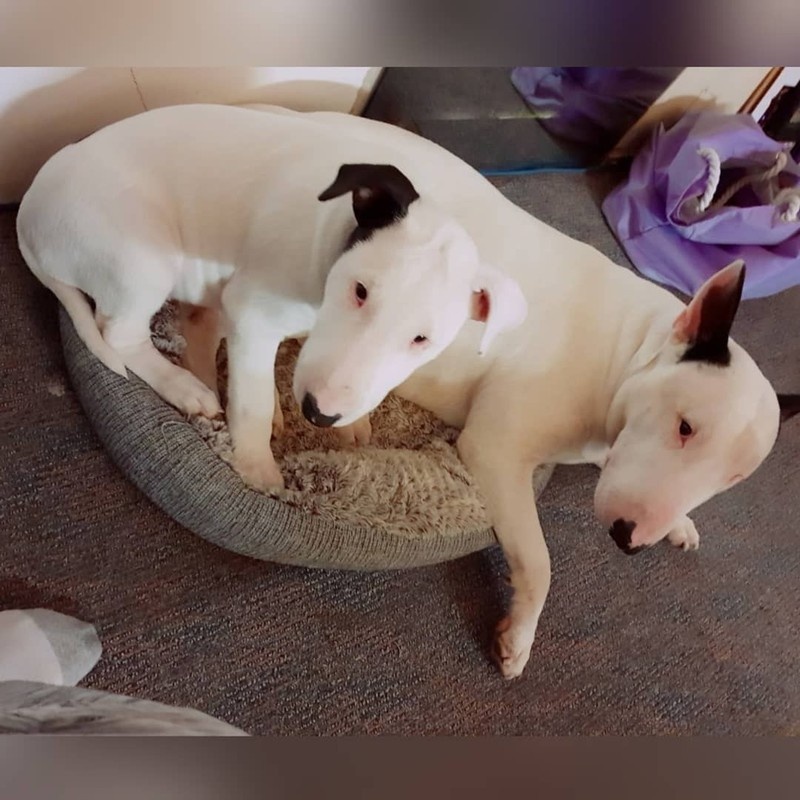 xasdg English Bull Terrier Puppies Image eClassifieds4u