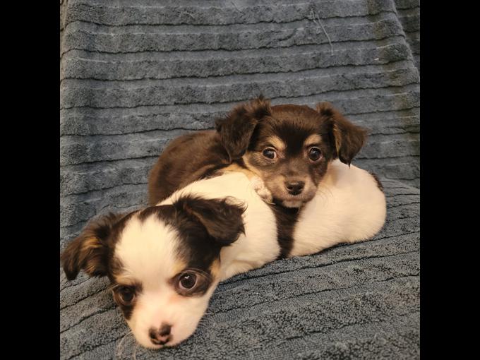 Chihuahua Puppies Image eClassifieds4u