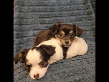 Chihuahua Puppies