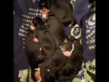 Bernese Mountain Dog Puppies