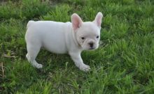 Charming French Bulldog puppies available