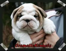 C.K.C Registered English Bulldogs