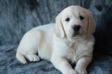English Cream Golden Retriever puppies