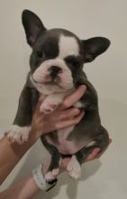 Female Blue Pied French Bulldog