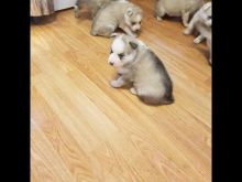 Healthy Siberian husky puppies now ready to go