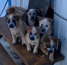 HEELERS