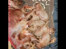 Irish Setter Puppies 😍😍 (480) 442-9871😍😍