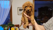 Miniature poodle puppies for sale 😍😍(480) 442-9871