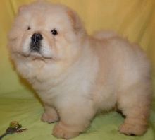 Potty Trained Chow Chow puppies available