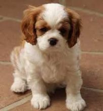 Cavalier King Charles Spaniel with Crate 😍😍(480) 442-9871