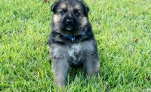 Registered German Shepherd puppies available