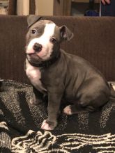 Staffordshire terrier puppies 😍😍 (480) 442-9871😍