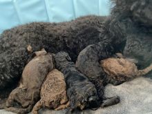 Standard Poodle puppies