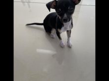 Teacup chihuahua