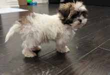 Shih Tzu puppies 😍😍 ‪(480) 442-9871‬😍😍