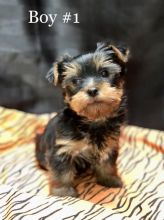 Yorkshire Terrier 😍😍 (480) 442-9871😍😍