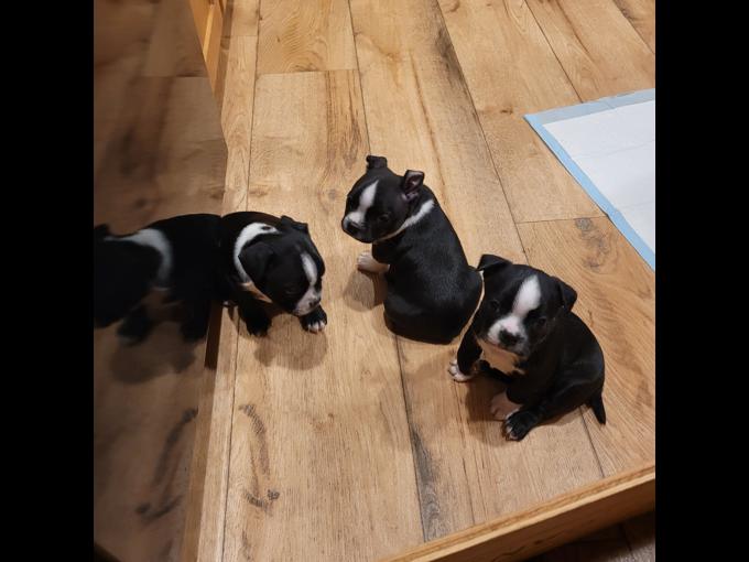 Boston terrier puppies 😍😍(480) 442-9871😍😍 Image eClassifieds4u