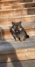 Beautiful Pomeranian pup😍😍 (480) 442-9871😍😍 Image eClassifieds4U