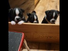 Purebred Boston terrier Image eClassifieds4U