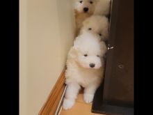 Samoyed puppies 😍😍 (480) 442-9871😍😍 Image eClassifieds4U