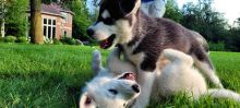 Siberian Husky Puppies For Sale Image eClassifieds4U
