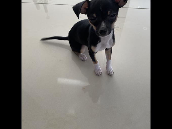 Teacup chihuahua Image eClassifieds4u