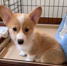 Gorgeous male and female Corgi puppies ready for adoption