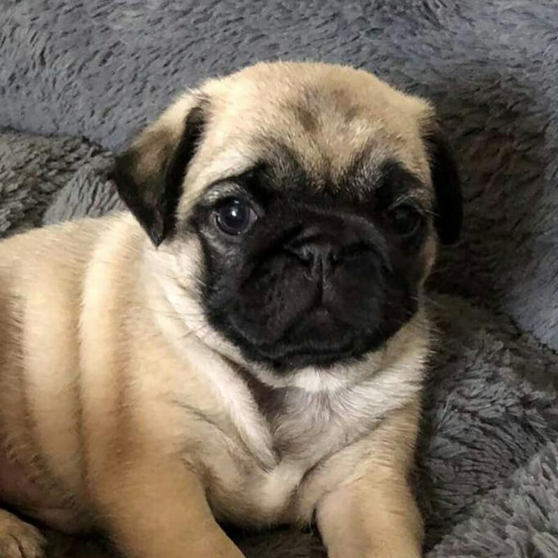 Pug Puppies For Adoption Image eClassifieds4u