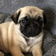 Pug Puppies For Adoption