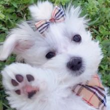 Snow white Maltese Puppies available