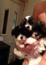 Healthy Shih-Poo Puppies on set now