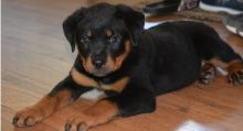 ready to go Magnificent Rottweiler Puppies for great homes