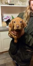Pure Vizsla Puppies available for re homing