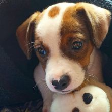 Quality Jack Russell Puppies For Adoption