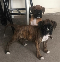 Two awesome Boxer puppies available