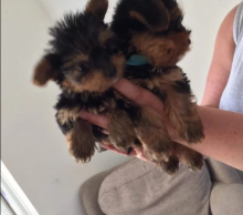 ready to go Yorkie Terrier Puppies for Yorkie Lovers