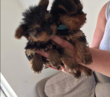 Yorkie Terrier Puppies for Yorkie Lovers